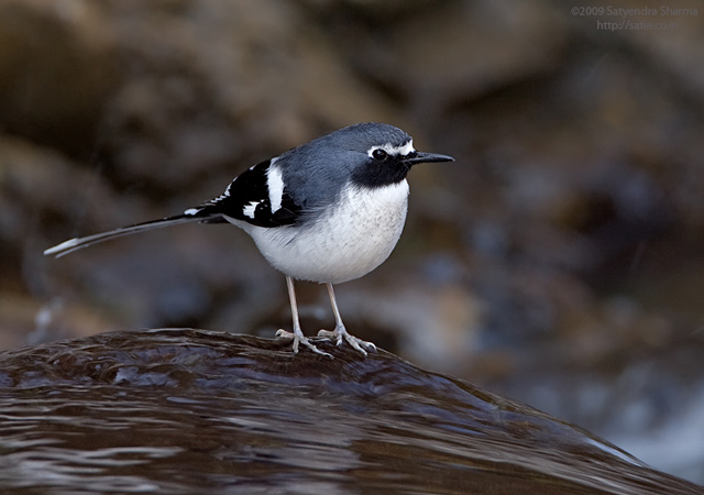 href="#" data-lemmaid="4652090">燕尾 /a>,体长23厘米,雌雄成鸟大体