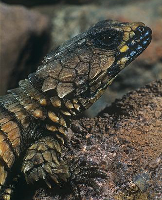  p>南非犰狳蜥(学名: i>cordylus cataphractus /i>)是蜥蜴亚目,环尾