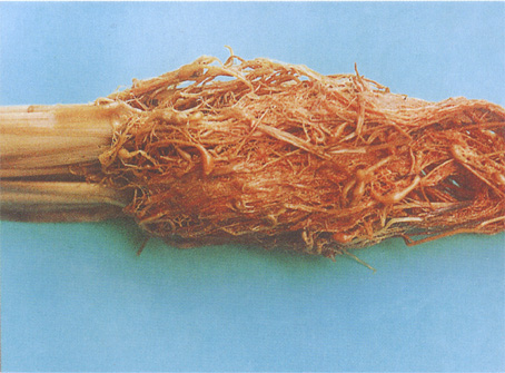 水稻根结线虫病