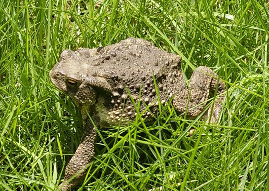  p>蟾蜍,也叫 a target="_blank" href="/item/蛤蟆/3359815" data