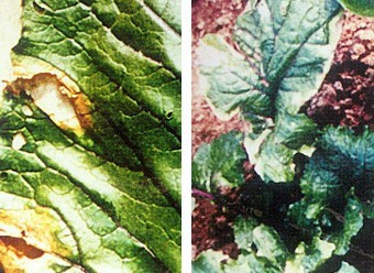  p>红菜苔黑腐病病害症状,幼苗被害,子叶呈水浸状.逐渐枯死.