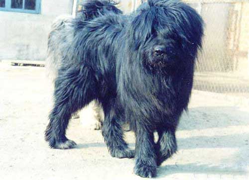 两种大型犬:一,西藏大良种犬(藏獒)tibetan masitiff  二,西藏大狮子