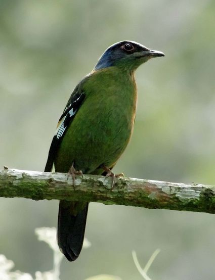  p>绿宽嘴鸫(学名: i>cochoa viridis /i>) 为雀形目鸫科的 a href="