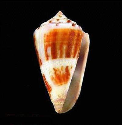  p>玫瑰芋螺是一种新腹足目,芋螺科类生物,螺壳尺寸20 - 45 mm.