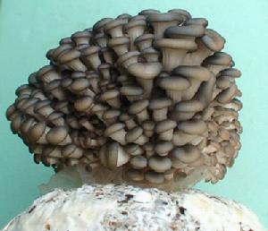  p>白黄侧耳又称美味侧耳,紫孢侧耳.子实体中等大至较大.