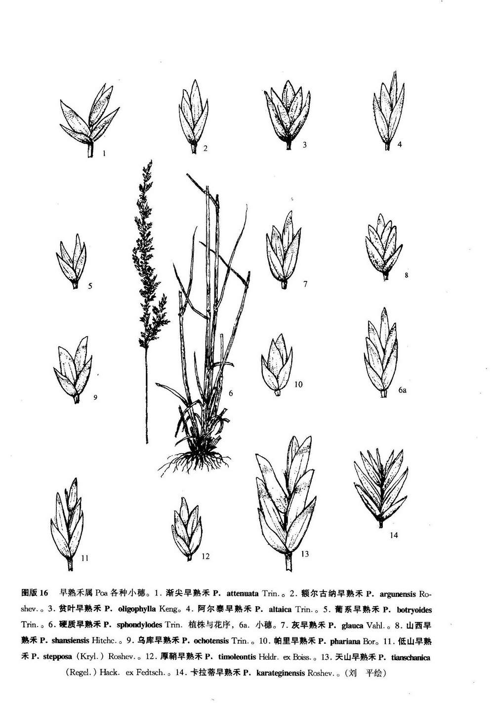  p>葡系早熟禾 (拉丁文:poa botryoides (trin. ex griseb.) kom.
