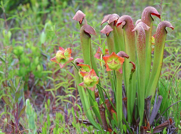  p>小瓶子草(学名:sarracenia minor )叶基生,长筒状,长可达70cm,边疆