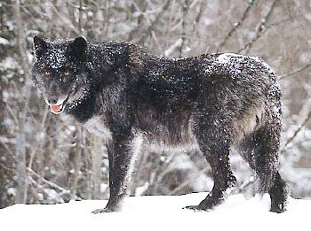  a href="#" data-lemmaid="9780069">灰狼 /a>的一个体型最大的亚种