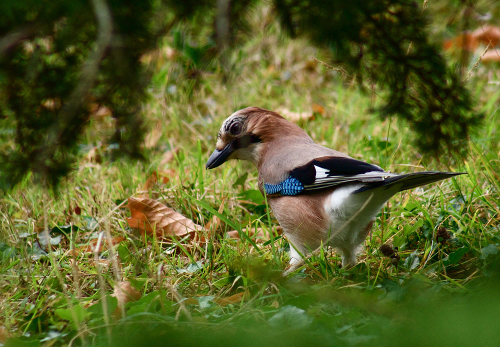  p>松鸦北疆亚种(学名:garrulus glandarius brandtii )是 a target="