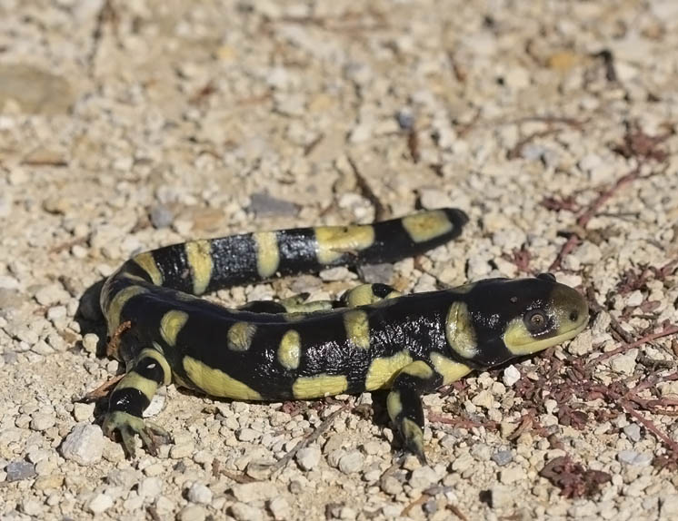 eastern tiger salamander