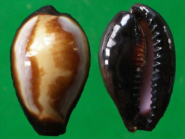  p>玛瑙宝螺(学名:erronea onyx onyx)是 a href="#">腹足纲 /a>宝螺