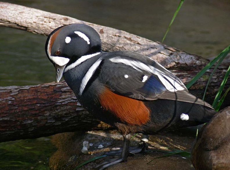  p>丑鸭(学名: i>histrionicus histrionicus /i>)体长33-54厘米,翼展