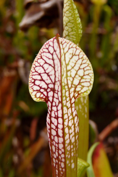  p>瓶子草属(学名:sarracenia)是食虫植物,共有9种和众多的亚种,变种