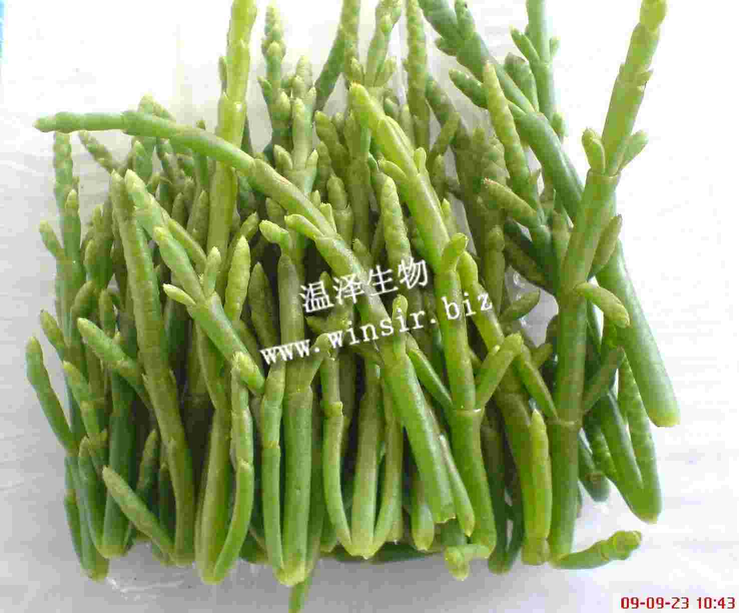 西洋海笋(sea asparagus)有"海人参(sea ginseng )"和"植物海鲜(plant