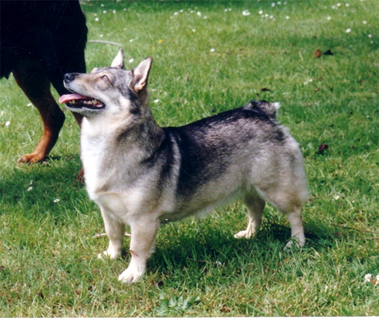 瑞典瓦汉德犬