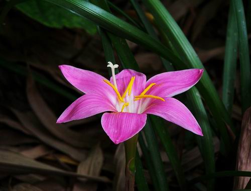  p data-id="gnwkfw79xx">小韭兰学名玫瑰韭莲( i>zephyranthes rosea