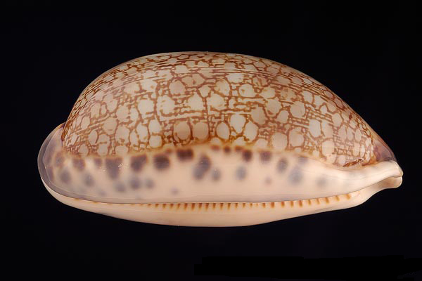  p>花枕宝螺(学名:mauritia eglantina)是 a href="#">腹足纲 /a> a