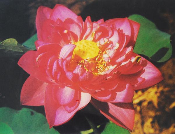 p data-id="si6ukdhyhuiw">唐招提寺莲花蕾桃形,紫红色.