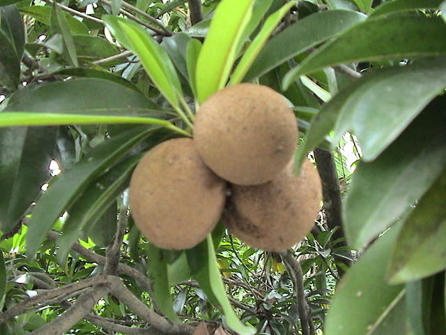  p>人心果(学名: i>manilkara zapota   /i>(linn.