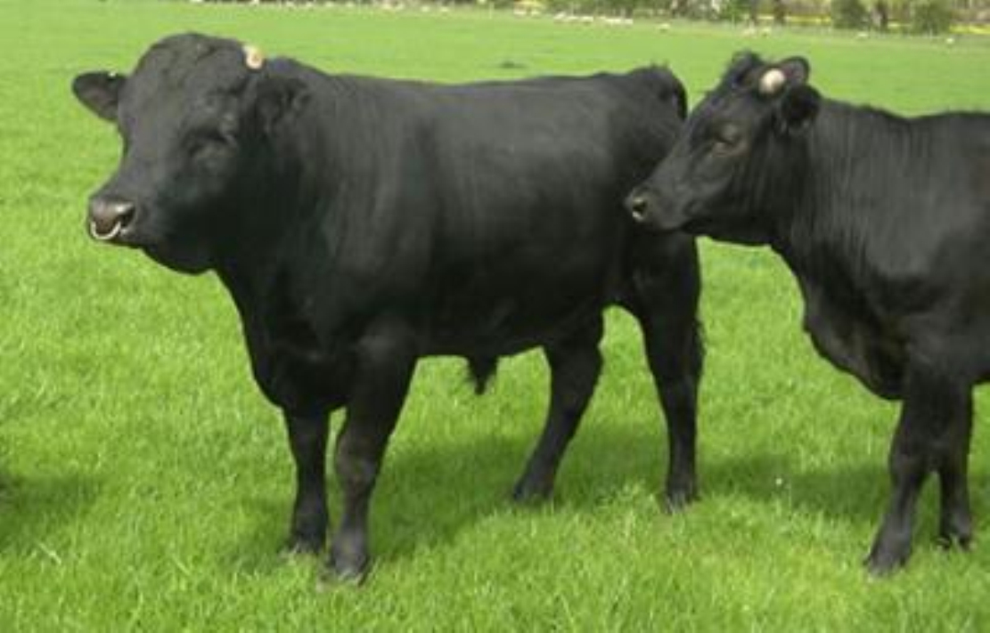 又称荷兰牛,黑白花奶牛