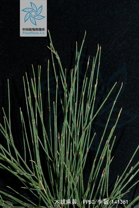  p>木贼麻黄(学名: i>ephedra major /i> host)是麻黄科,麻黄属直立小