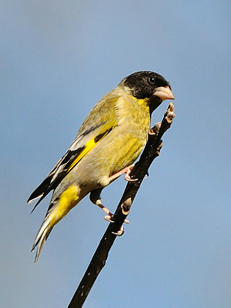  p>黑头金翅雀(学名: i>carduelis ambigua /i>):小型 a href="#"