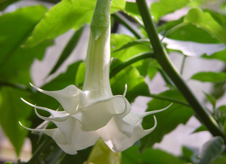  p>毛曼陀罗(学名: i>datura innoxia /i> mill.)是茄科曼陀罗属植物.
