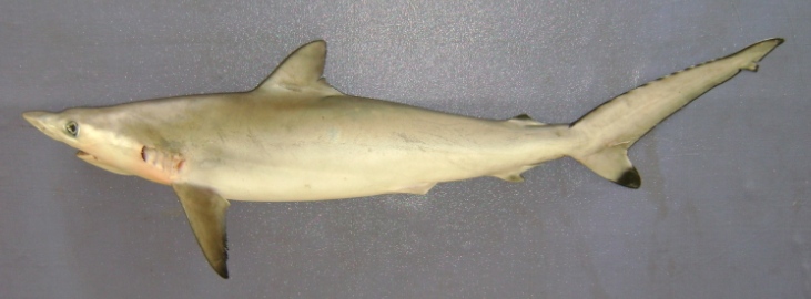 carcharhinus sorrah