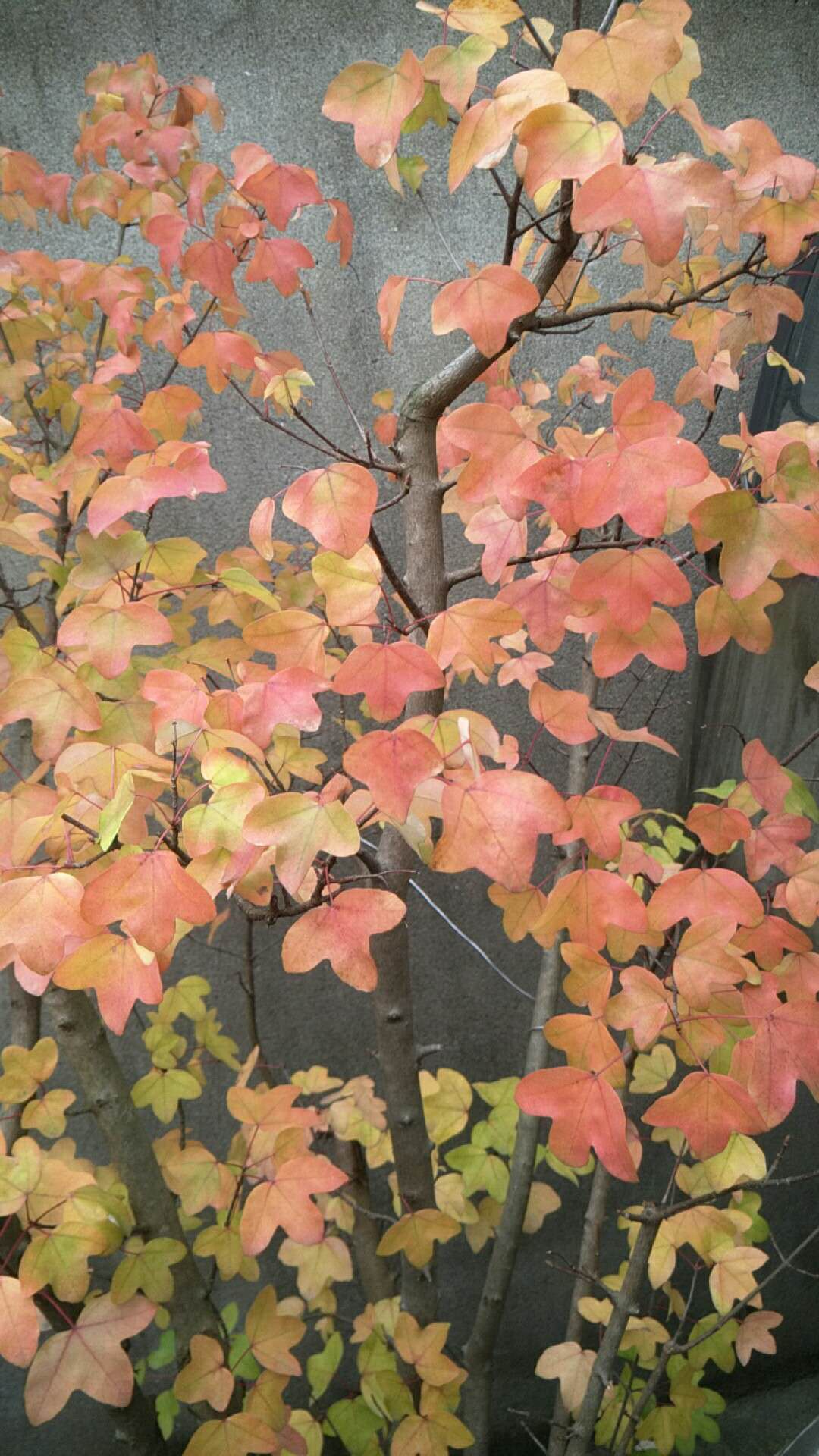 宁波三角槭(变种)