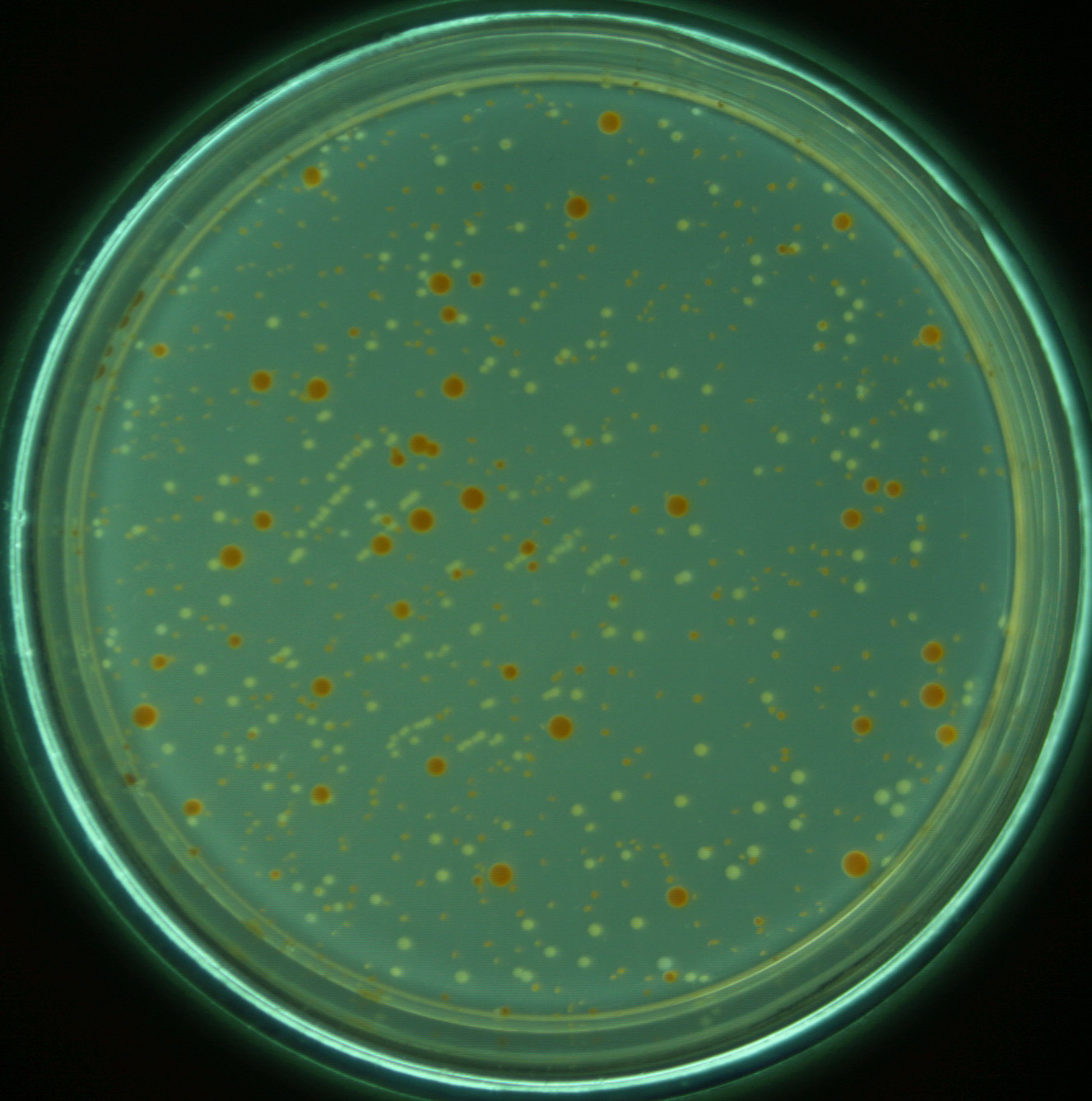 中最常见的是 a target="_blank" href="/item/假单胞菌属/6798543"