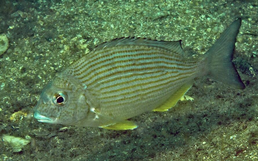  p>平鲷(学名: i>rhabdosargus sarba /i>)是鲷科,平鲷属鱼类.