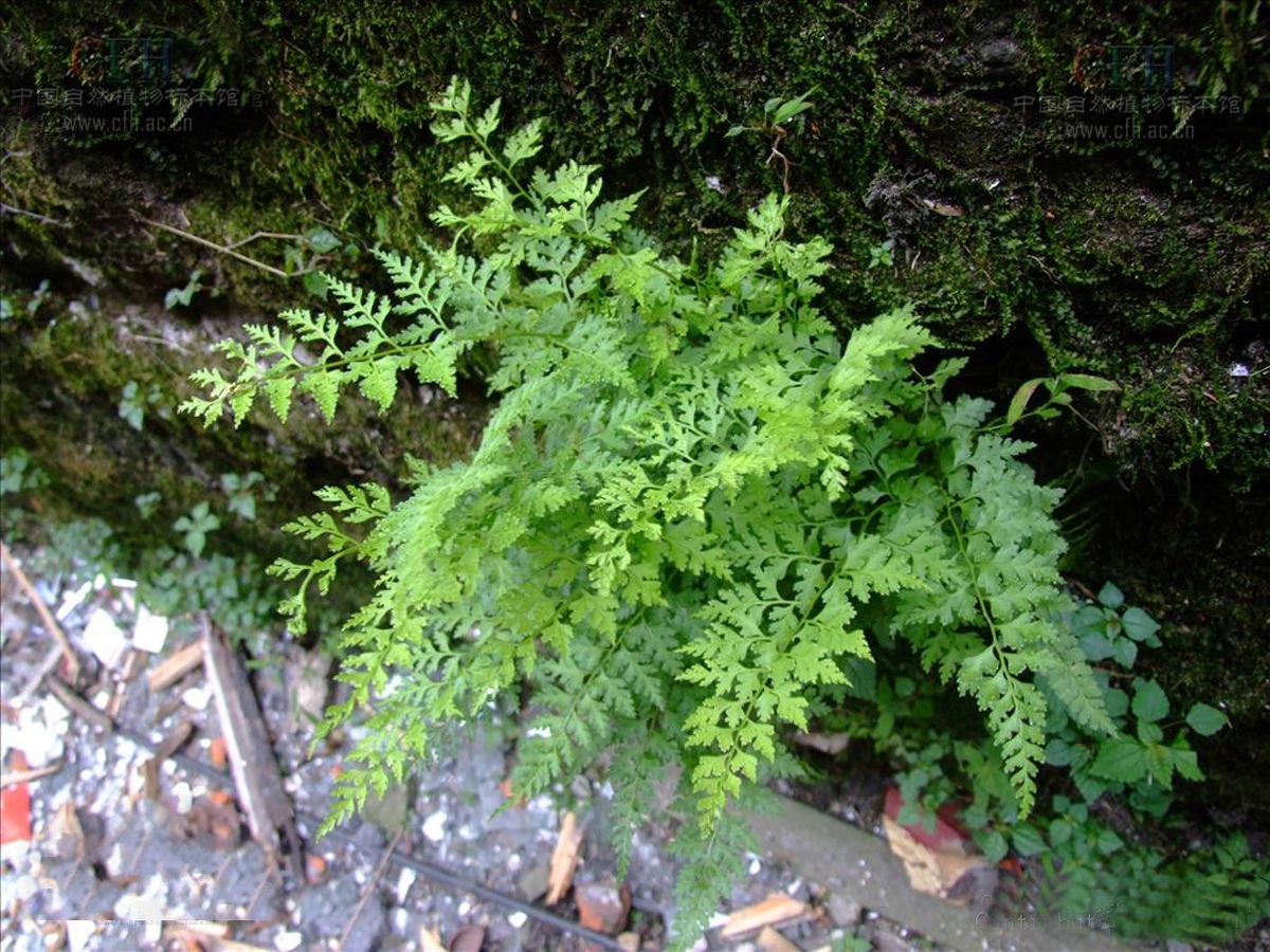  p>溪洞碗蕨(学名: i>dennstaedtia wilfordii /i> (moore) christ)是