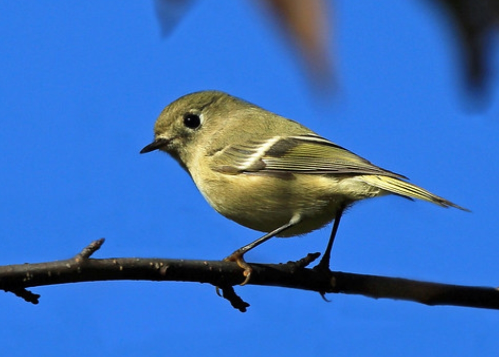  p data-id="gnaw9567mz">红冠戴菊(学名: i>corthylio calendula /i>