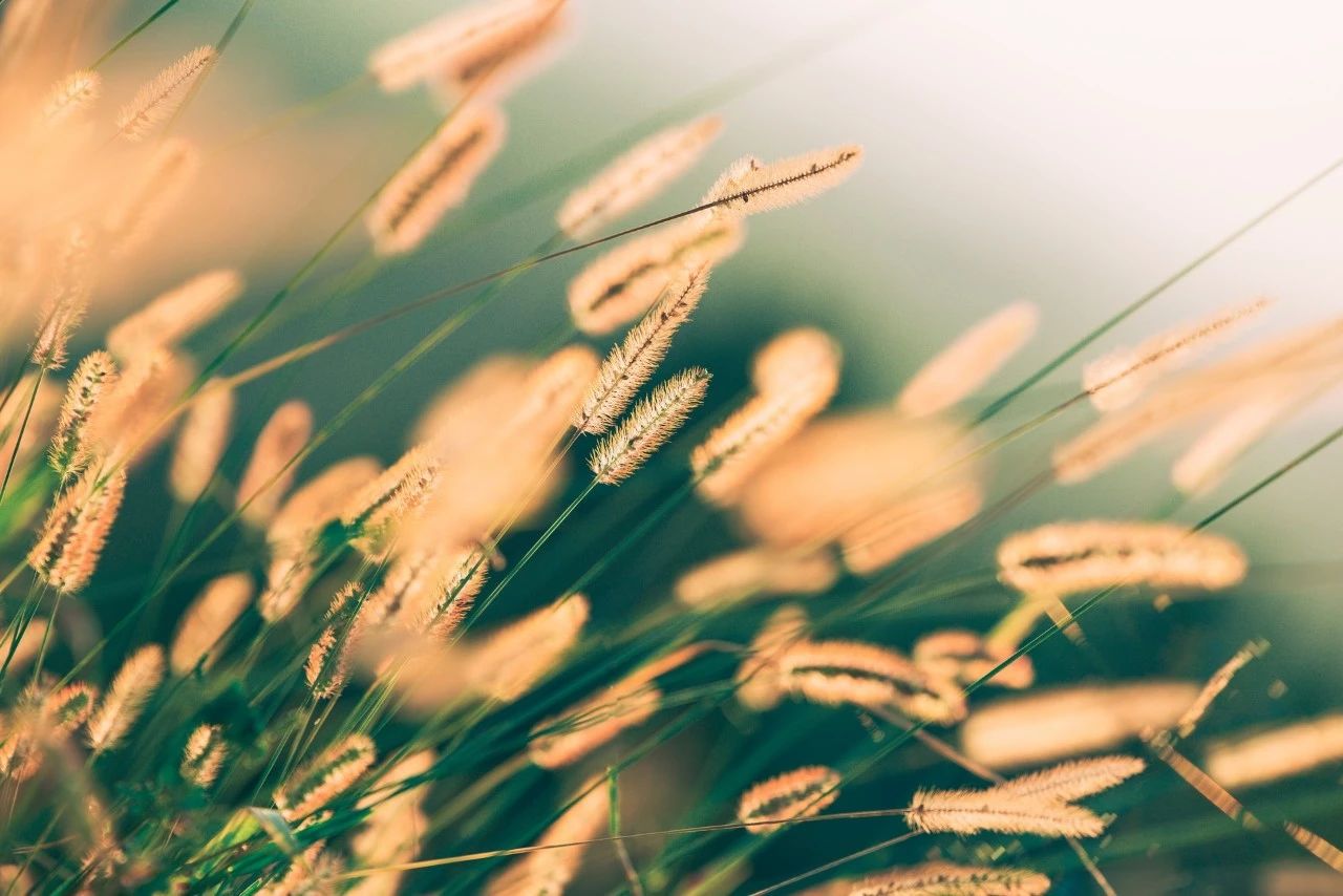 这些温柔的四字成语，太美了，读起来，嘴角含香_百科TA说