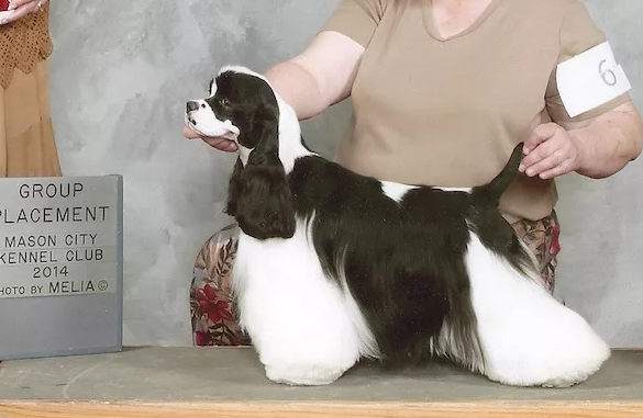 可卡犬：英式美式傻傻分不清_百科TA说
