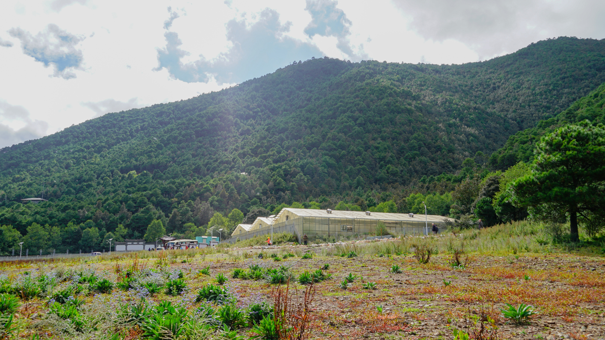 丽江高山植物园