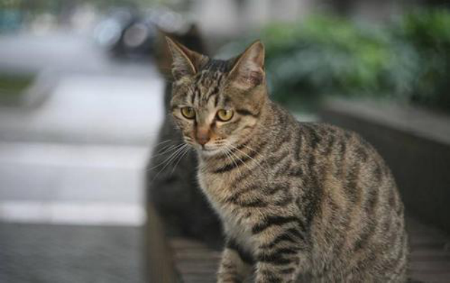 宋人与猫：土猫的高光时刻_百科TA说
