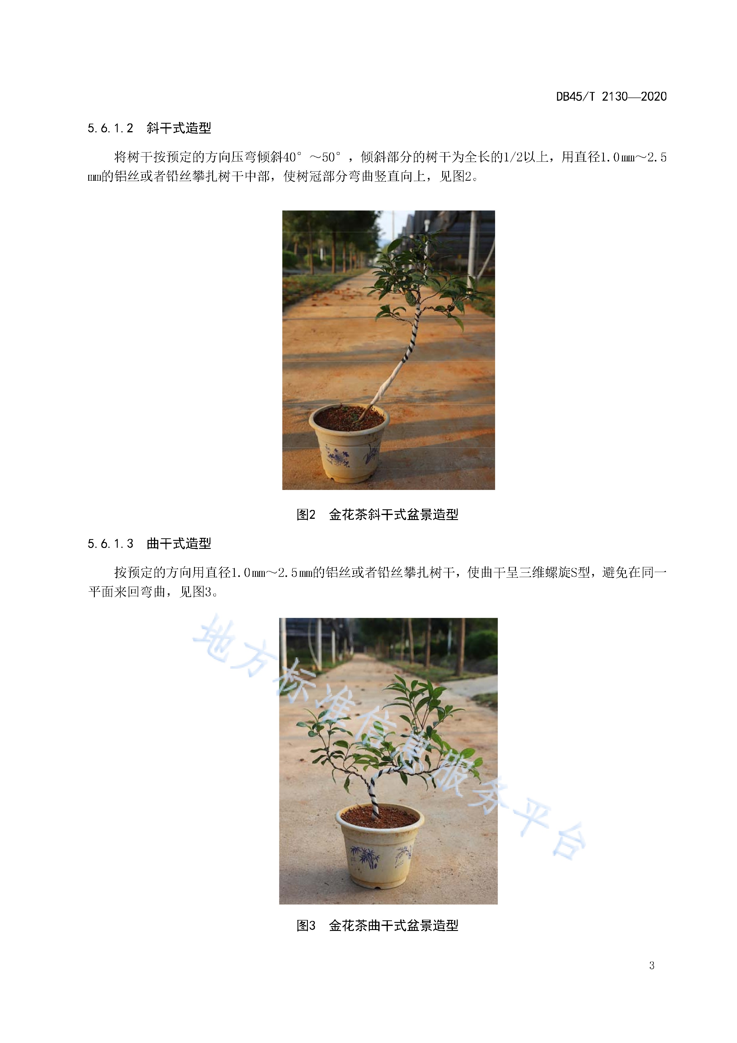  p>《金花茶盆景栽培技术规程》(db45/t 2130-2020)是2020年7月30日