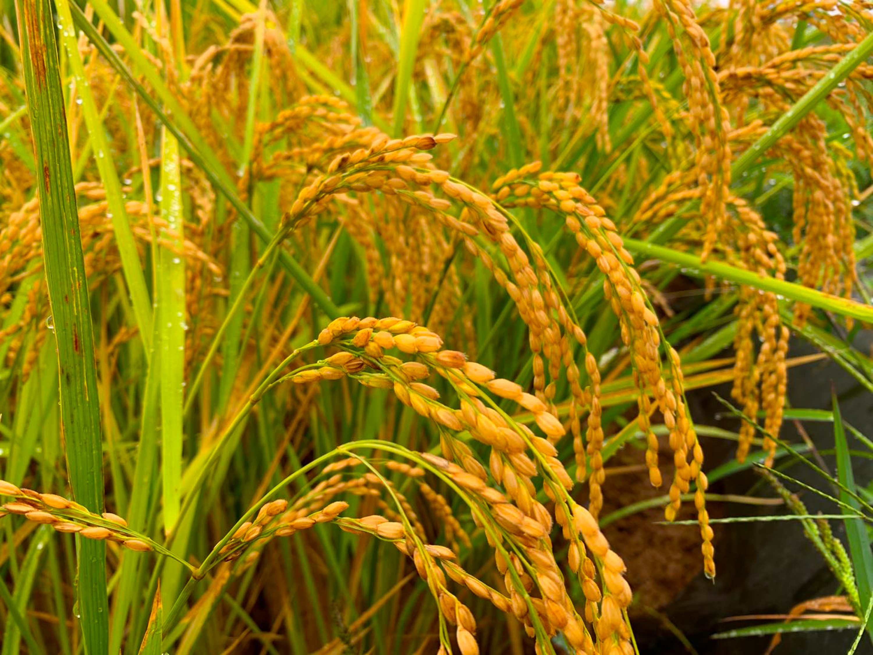  p>科立丰,籼型两系杂交水稻, a target="_blank" href="/item/北京