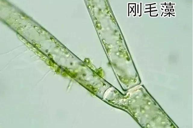斯氏刚毛藻