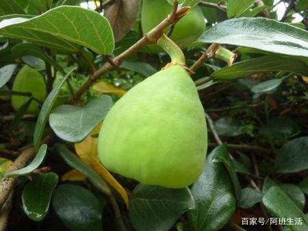 山上一种果子长得像无花果，却是夏天爽口的小吃_百科TA说