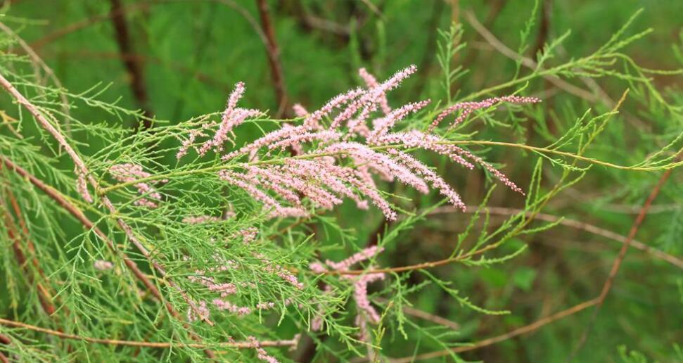 柽柳（柽柳科柽柳属植物）_百度百科