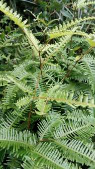 里白（里白科里白属植物）_百度百科