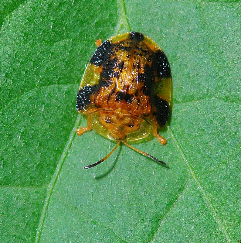 甘薯蜡龟甲指名亚种