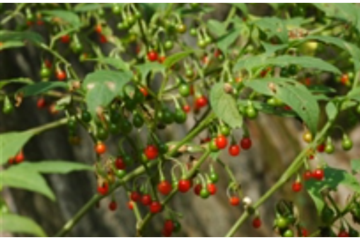 makino)是茄科龙珠属植物.