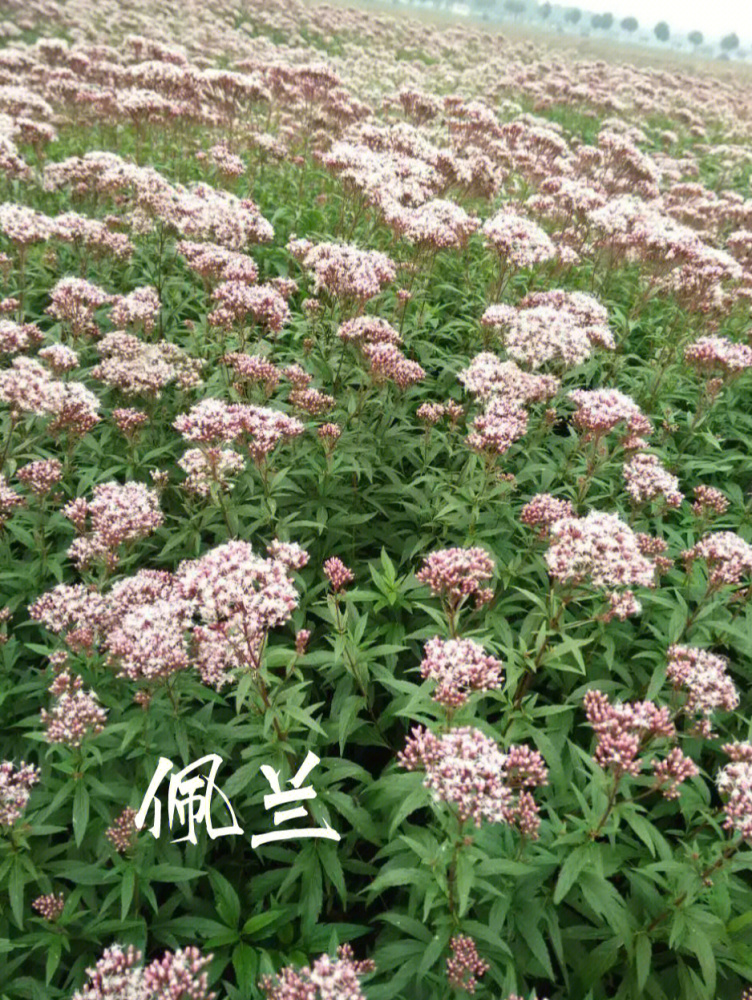 佩兰（菊科泽兰属植物）_百度百科
