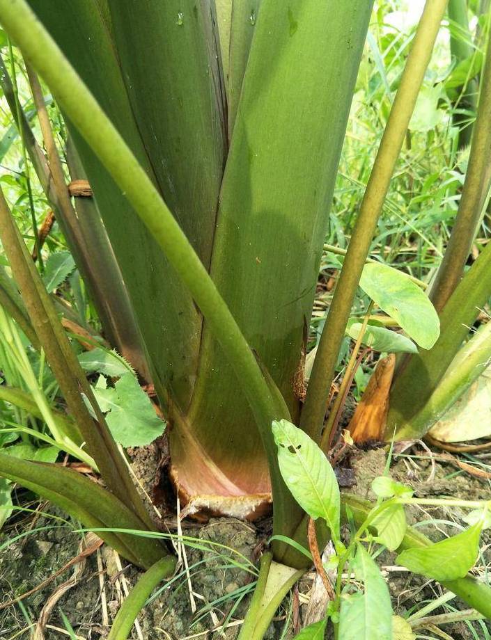红芋块茎通常卵形,常生多数小球茎,均富含淀粉;叶