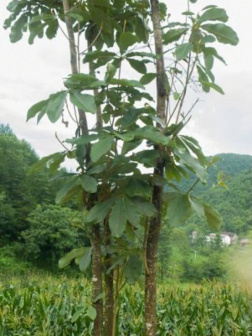 厚朴（木兰科厚朴属植物）_百度百科