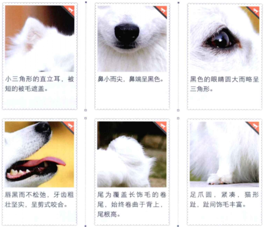 银狐犬（原产于日本的独立犬种）_百度百科