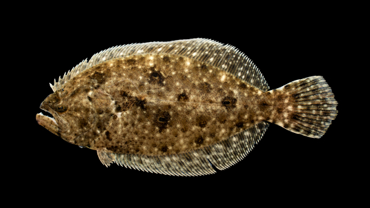 叉鳞鱼科 百度百科